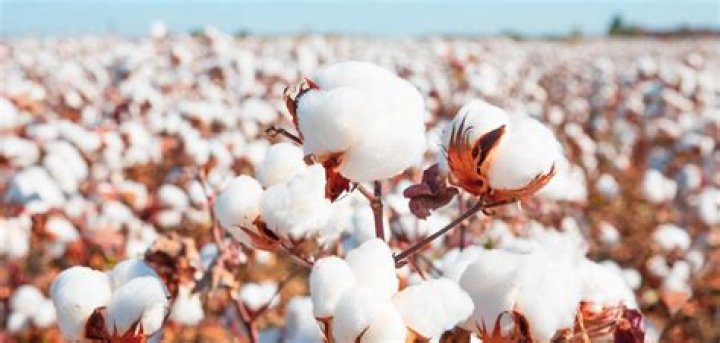 Discovering The Wonders Of Sian Cotton: A Natural Fiber Revolution