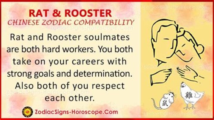Exploring The Dynamic Relationship Of Rooster And Rat Compatibility