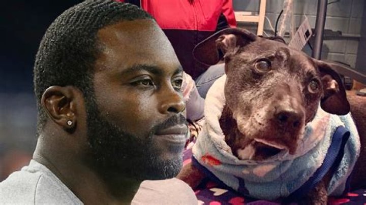 Michael Vick: A Controversial Legacy Of Dog Fighting